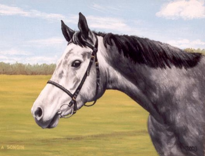 Portret konia Cykada