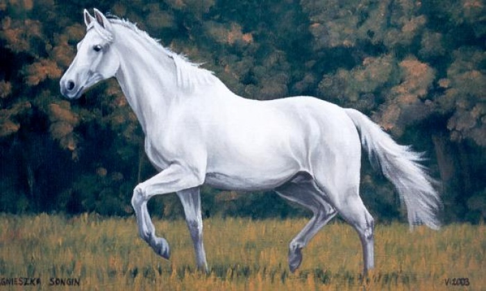 Biały koń w kłusie